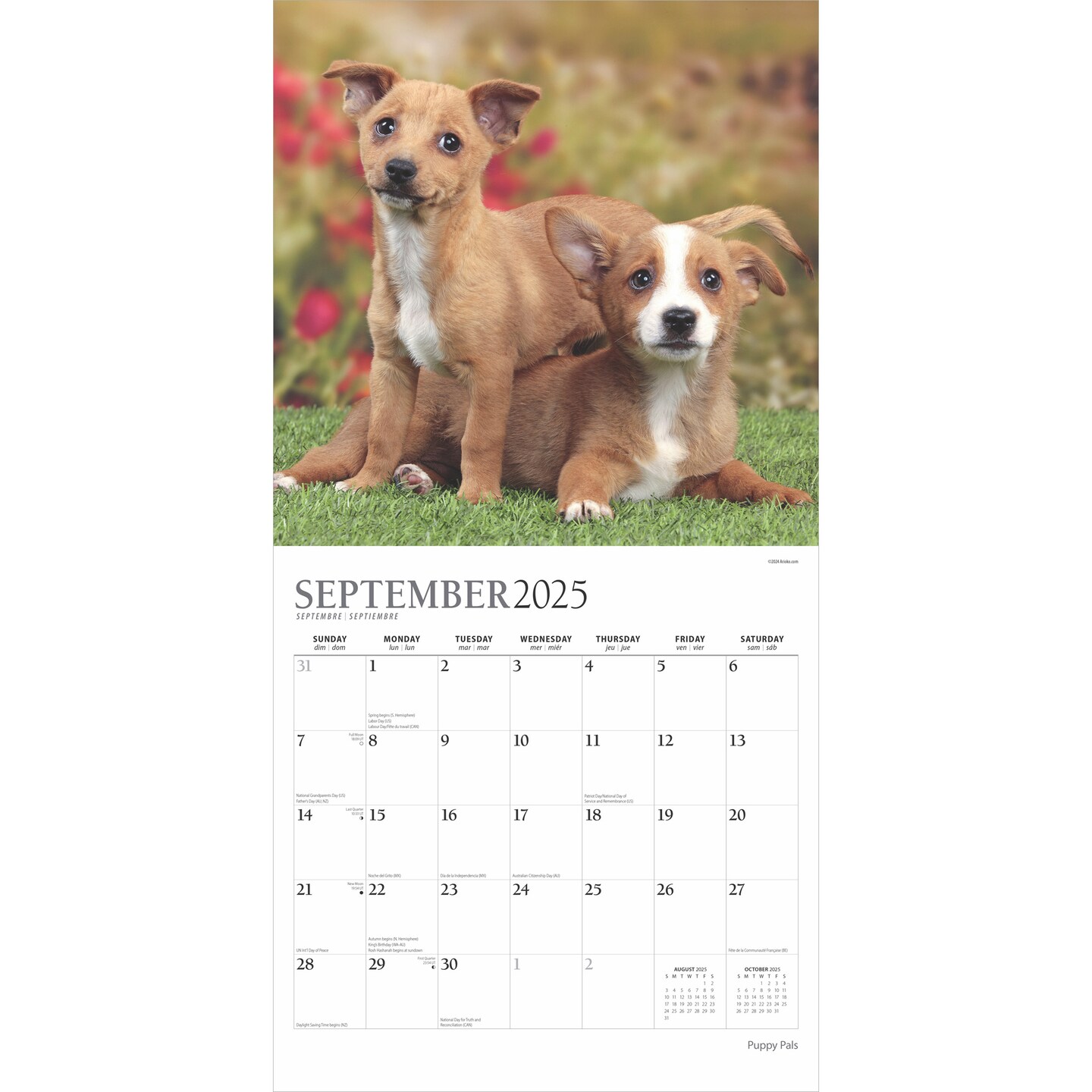 Puppy Pals | 2025 12 x 24 Inch Monthly Square Wall Calendar | Foil Stamped Cover | Plato | Animals Dog Breeds Pets
