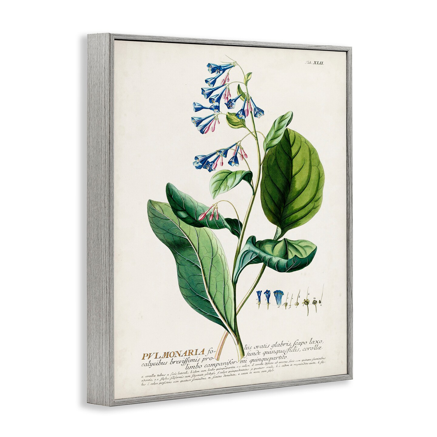 Stupell Industries Botanical Blue Flowers Vintage Design Framed Giclee Art