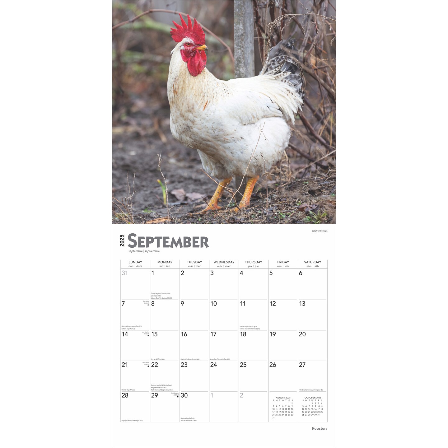 Roosters | 2025 12 x 24 Inch Monthly Square Wall Calendar | Plastic-Free | BrownTrout | Domestic Farm Barn Animals 