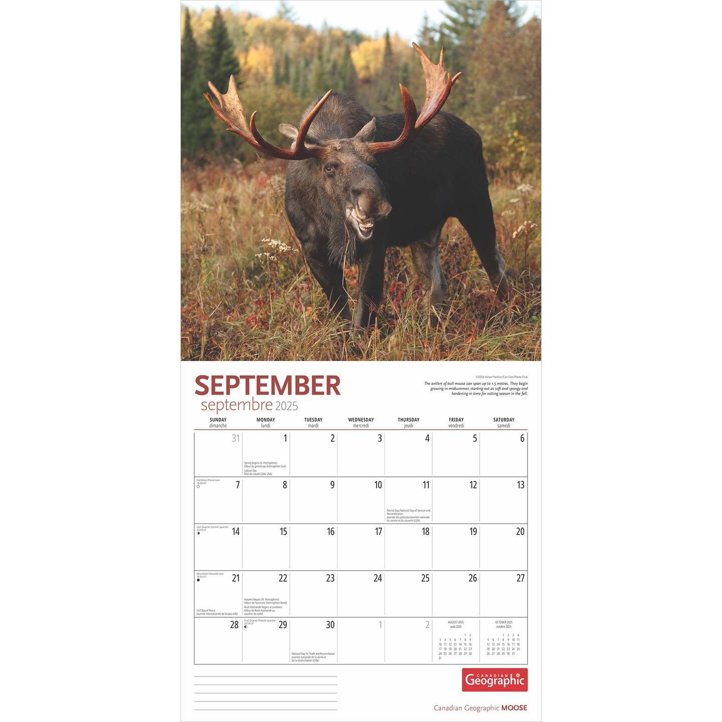 Canadian Geographic Moose OFFICIAL | 2025 12 x 24 Inch Monthly Square Wall Calendar | Wyman Publishing | Elk Deer Wildlife