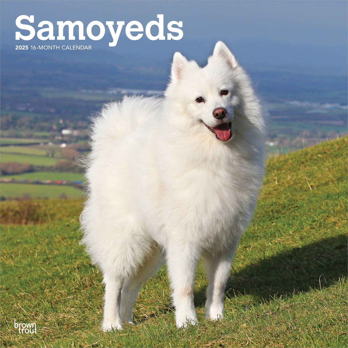 Samoyeds | 2025 12 x 24 Inch Monthly Square Wall Calendar | Plastic-Free | BrownTrout | Animals Dog Breeds