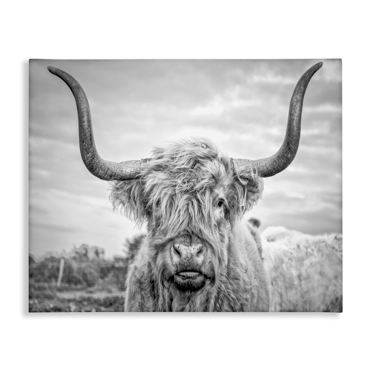 Stupell Industries Grey Highland Cow Photograph Canvas Wall Art