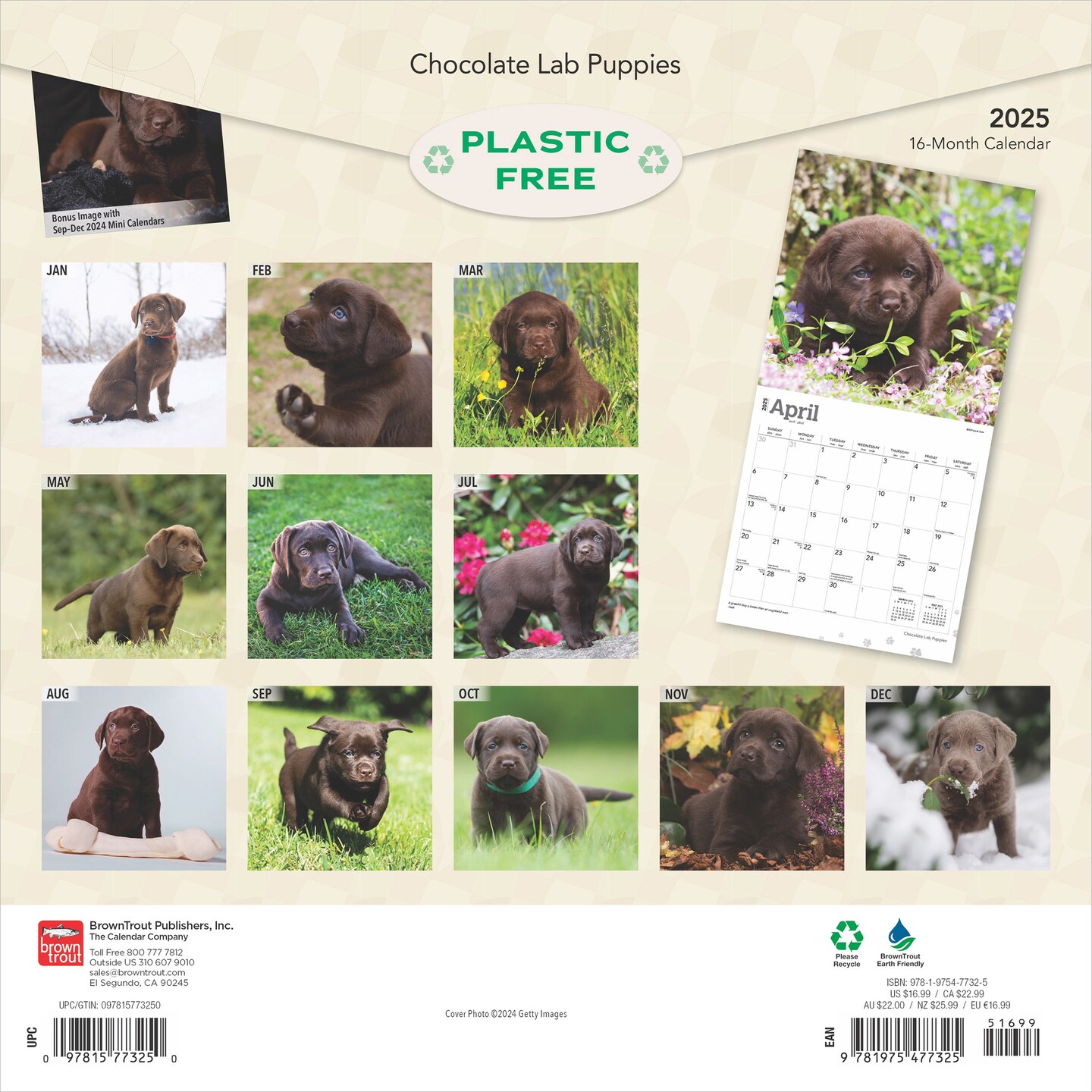 Chocolate Labrador Retriever Puppies | 2025 12 x 24 Inch Monthly Square Wall Calendar | Plastic-Free | BrownTrout | Animals Dog Breeds Puppy