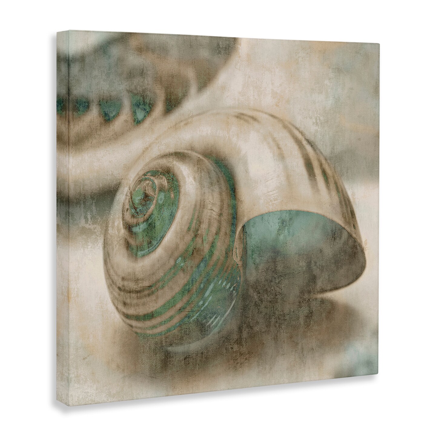 Stupell Industries Centered Sharkeye Seashell Canvas Wall Art