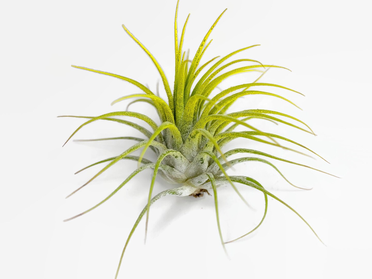 dracaena red Dracaena Red Ruby Ornamental main image 0