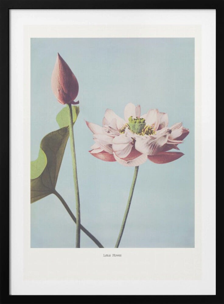 Lotus Flowers Framed Art Modern Wall Decor Michaels