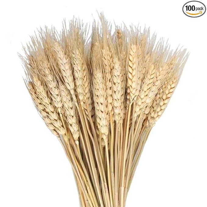 100 Pieces of Dried Wheat Sheaves Bundle Golden Natural Wheat Bouquet Bunch Dried Flowers Arrangement for Fall Farmhouse DIY Design Home Table Wedding Party Centerpieces Decor (16")