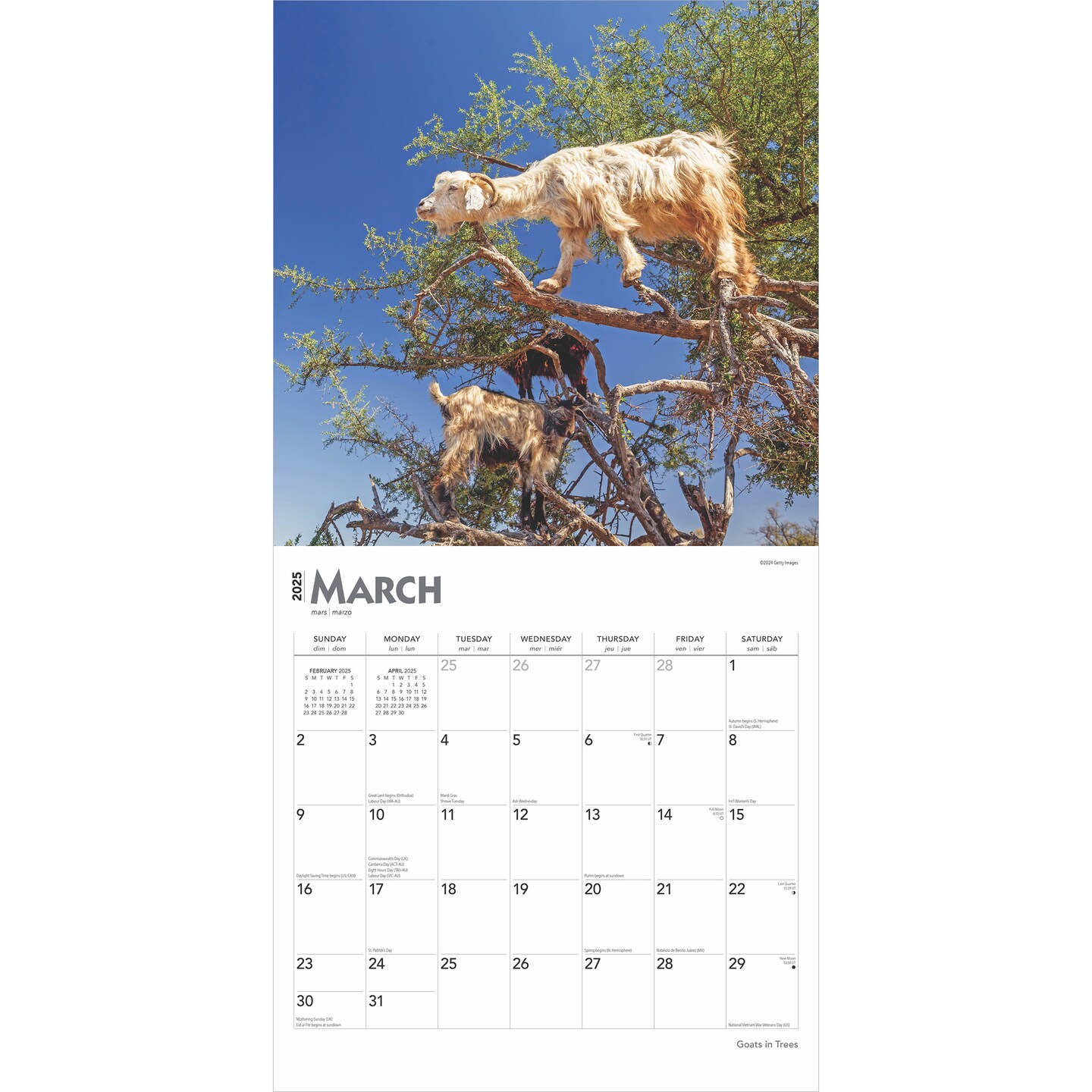 Goats in Trees | 2025 12 x 24 Inch Monthly Square Wall Calendar | Plastic-Free | BrownTrout | Domestic Funny Farm Animals