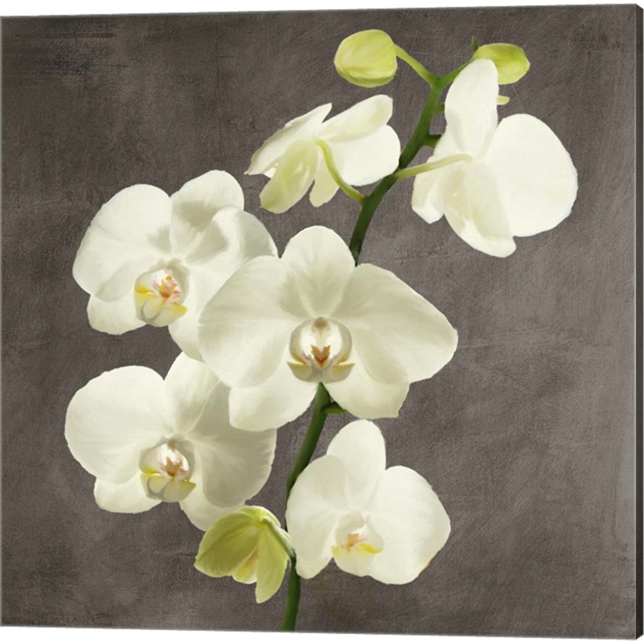 Orchids on Grey Background by Andrea Antinori 14&#x22; x 14&#x22; Canvas Wall Art (Set of 2)