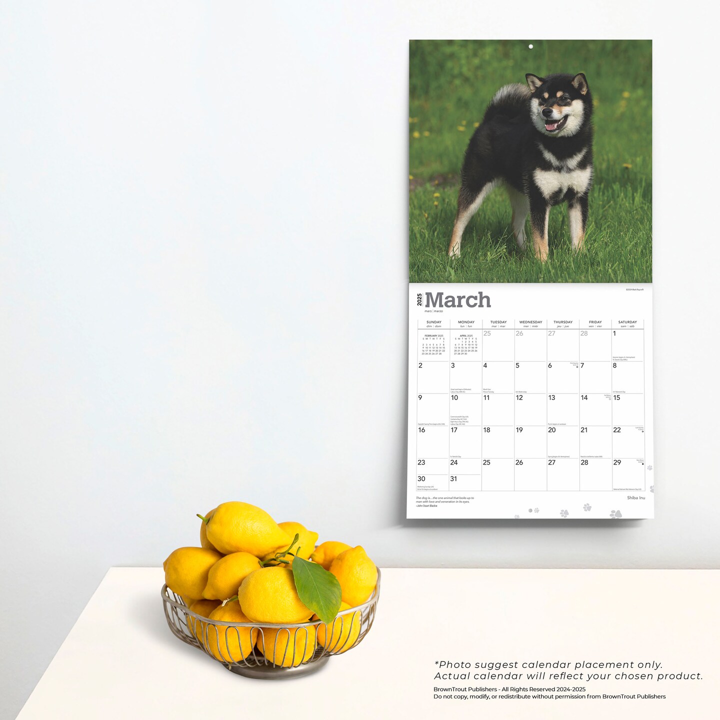 Shiba Inu | 2025 12 x 24 Inch Monthly Square Wall Calendar | Plastic-Free | BrownTrout | Animals Asian Dog Breeds