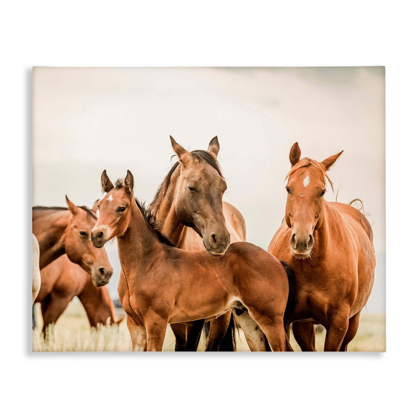 Stupell Industries Horse &#x26; Foals Photography Canvas Wall Art