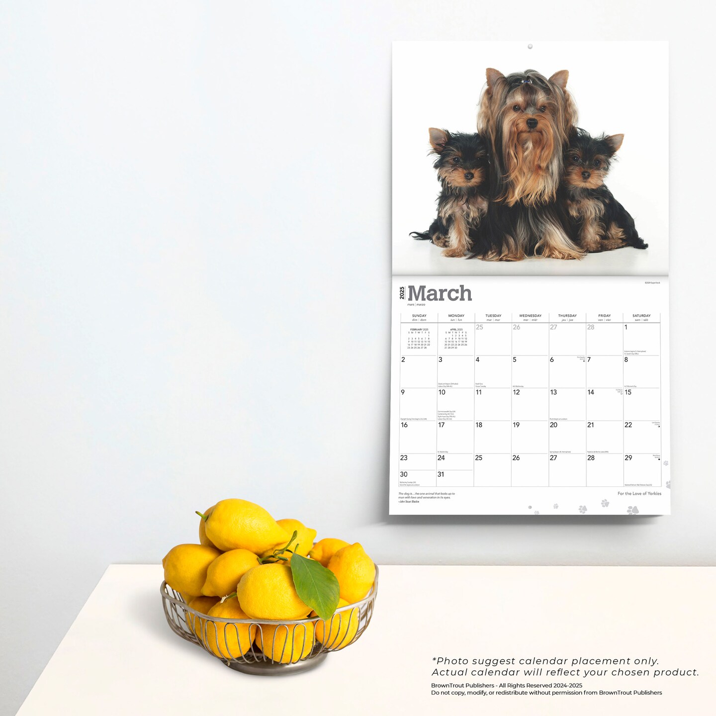 For the Love of Yorkshire Terriers | 2025 14 x 24 Inch Monthly Deluxe Wall Calendar | Foil Stamped Cover | Plastic-Free | BrownTrout | Animal Small Dog Breeds