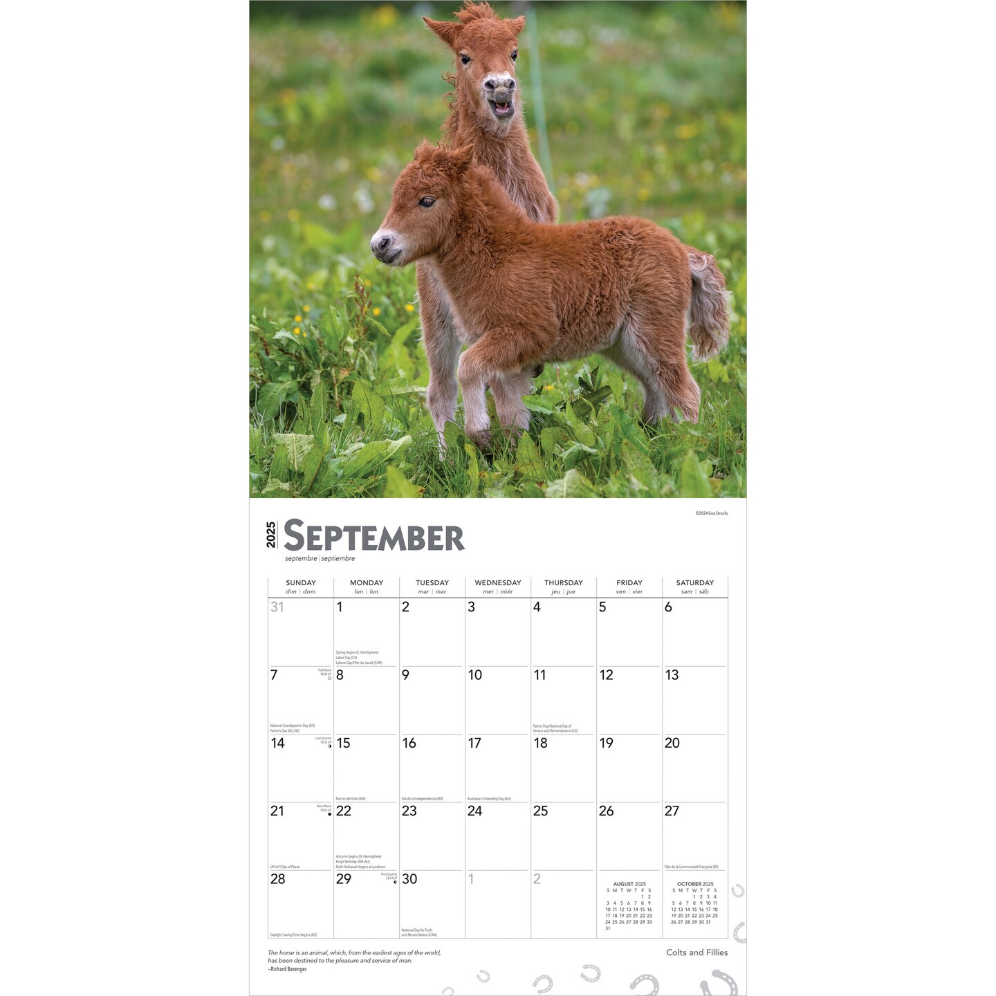 Colts and Fillies | 2025 12 x 24 Inch Monthly Square Wall Calendar | BrownTrout | Animals Equestrian