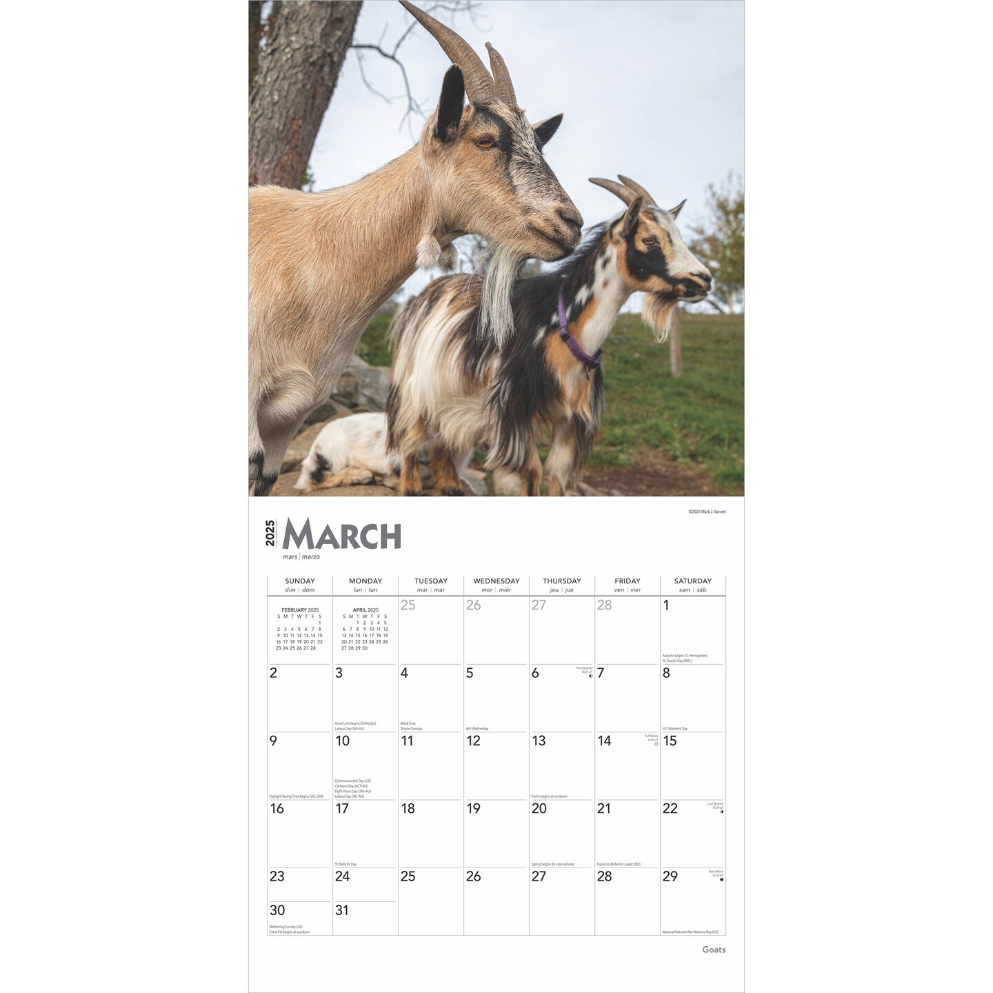 Goats | 2025 12 x 24 Inch Monthly Square Wall Calendar | Plastic-Free | BrownTrout | Domestic Farm Animals 
