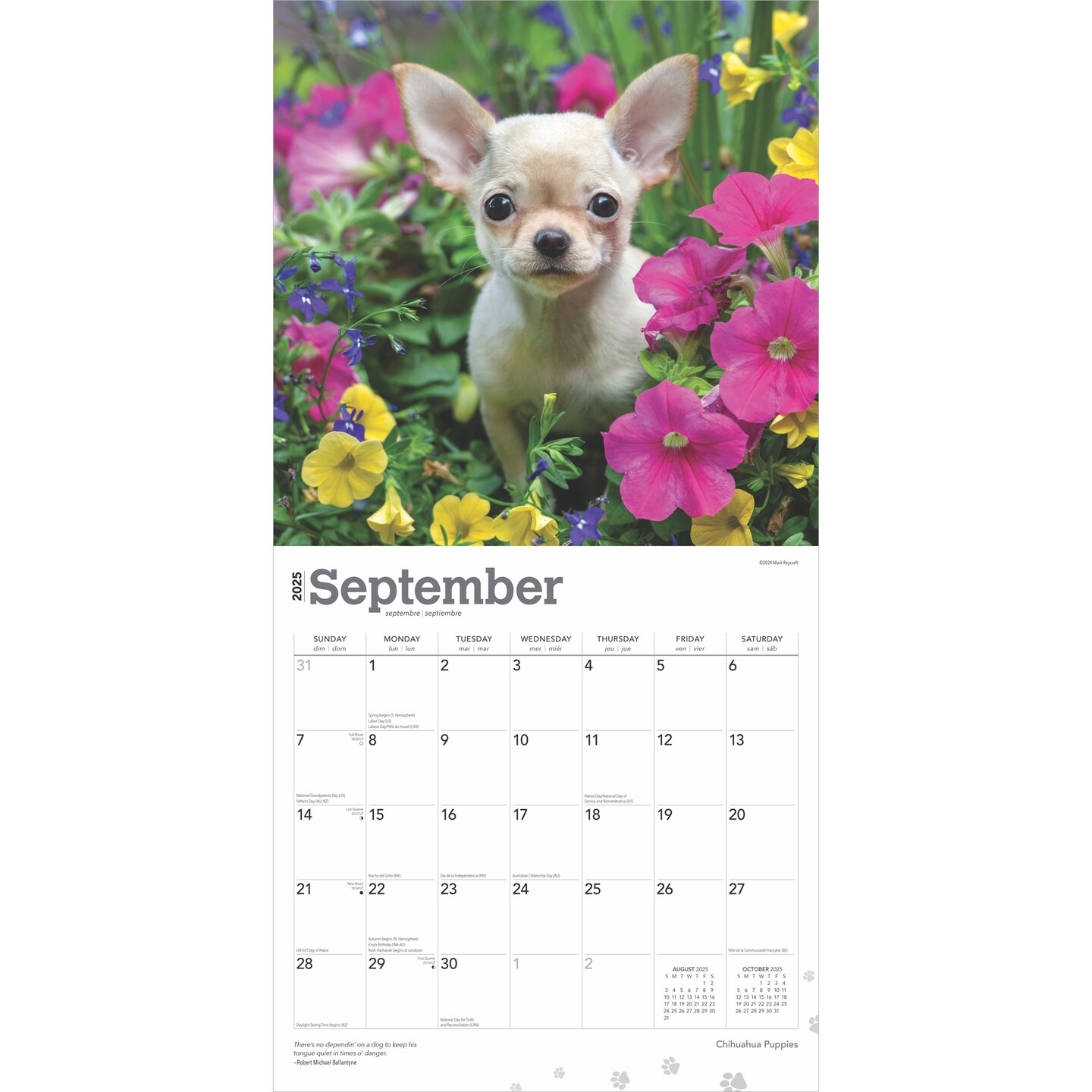 Chihuahua Puppies | 2025 12 x 24 Inch Monthly Square Wall Calendar | Plastic-Free | BrownTrout | Animals Small Dog Breeds