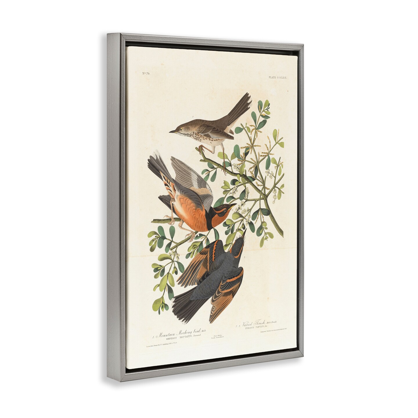 Stupell Industries Classic Audubon Bird Study Framed Floater Canvas Wall Art Design by one1000paintings