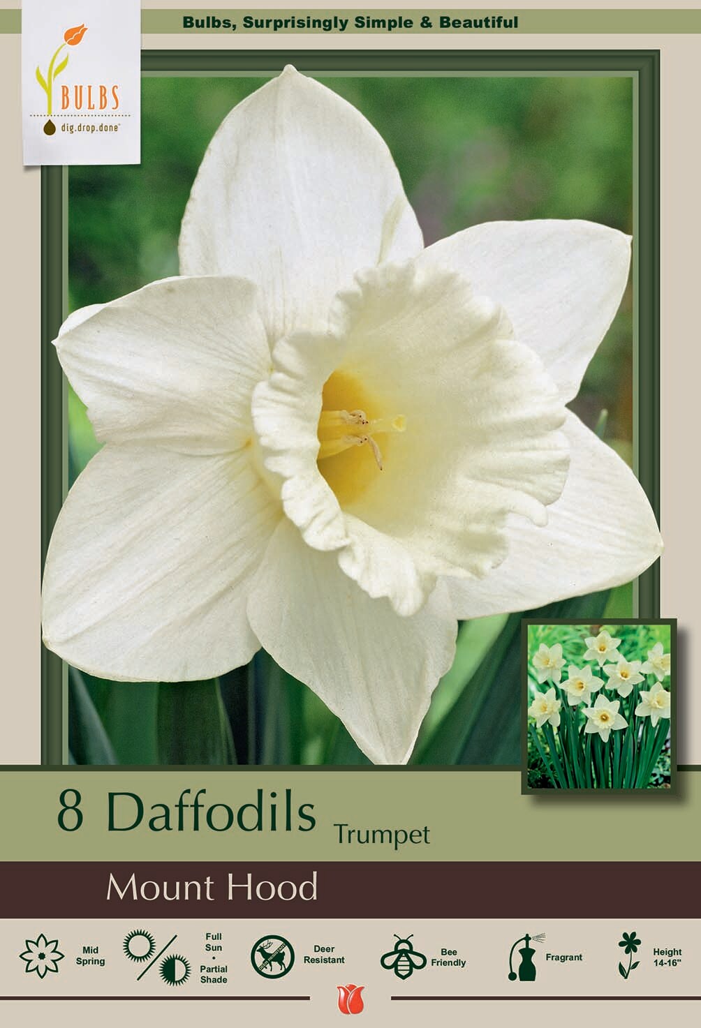 Mount Hood Trumpet Daffodil 8 Bulbs - Creamy White - 14/16cm Bulbs