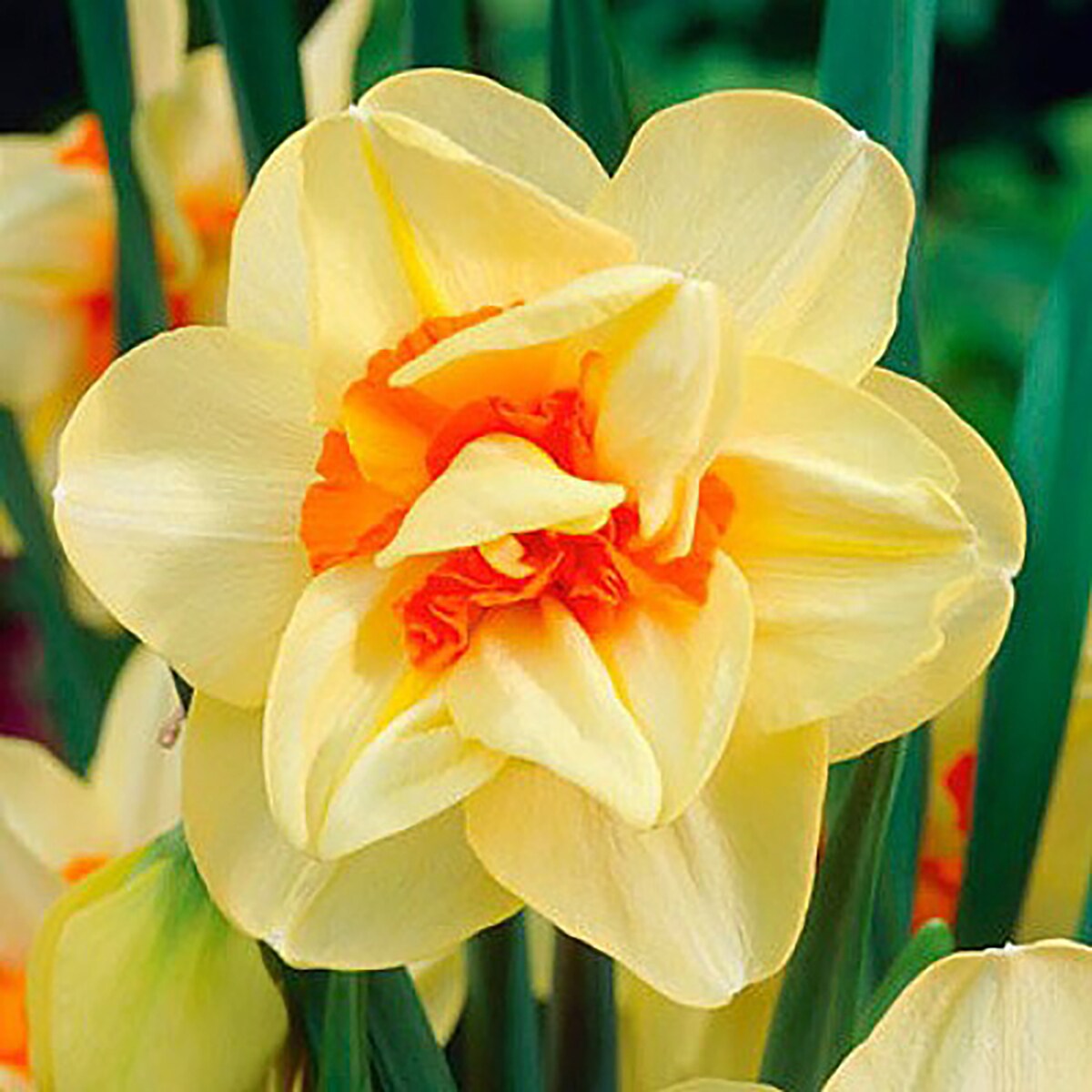 Double Fashion Narcissus - 7 Bulbs - 14/16 cm Bulbs