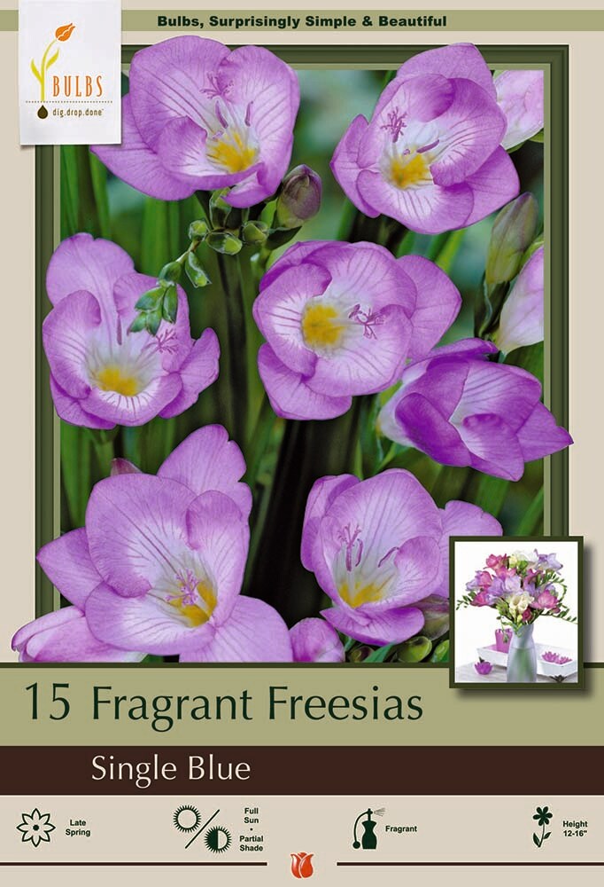 Blue Single Freesia - 15 Bulbs - Indoors/Out - Fragrant - 6/+ cm Bulbs