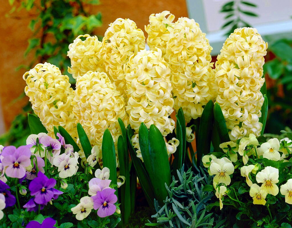 City of Haarlem Hyacinth 5 Bulbs - Fragrant! - 15/16 cm Bulbs