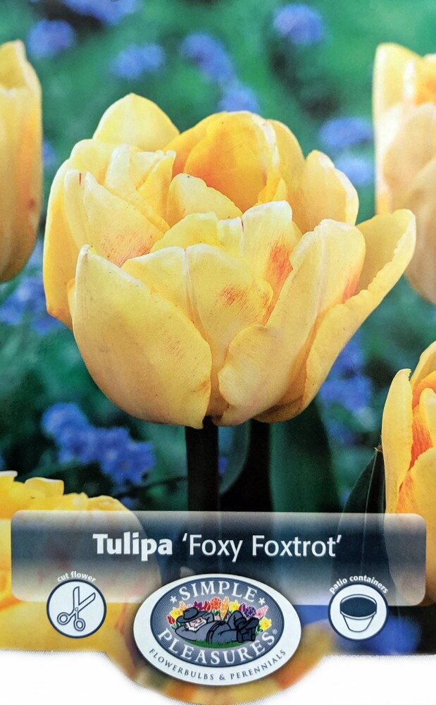 Foxy Foxtrot Double Early Tulip - 8 Bulbs - 12/+ cm Bulbs