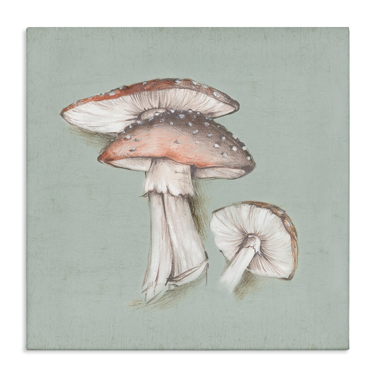 Stupell Industries Mushroom Bunch Drawing Canvas Wall Art Design by Eli Jones