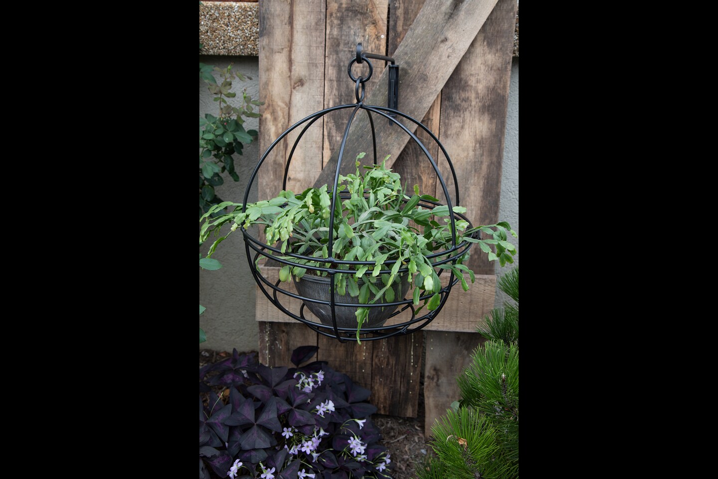 lavender chiffon plant Dark Lavender Chiffon Rose of Sharon main image 1
