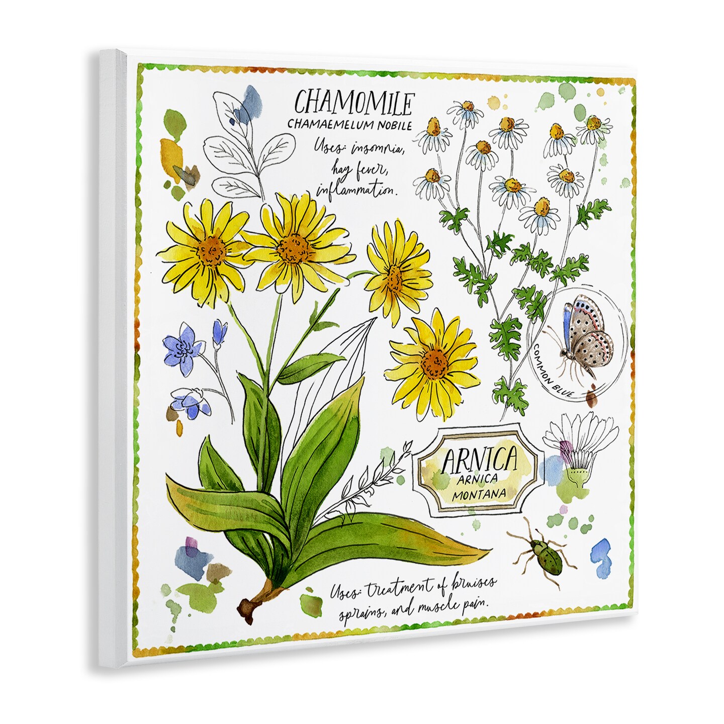 Stupell Industries Chamomile Herb Uses Wall Plaque Art Design by Jane Maday