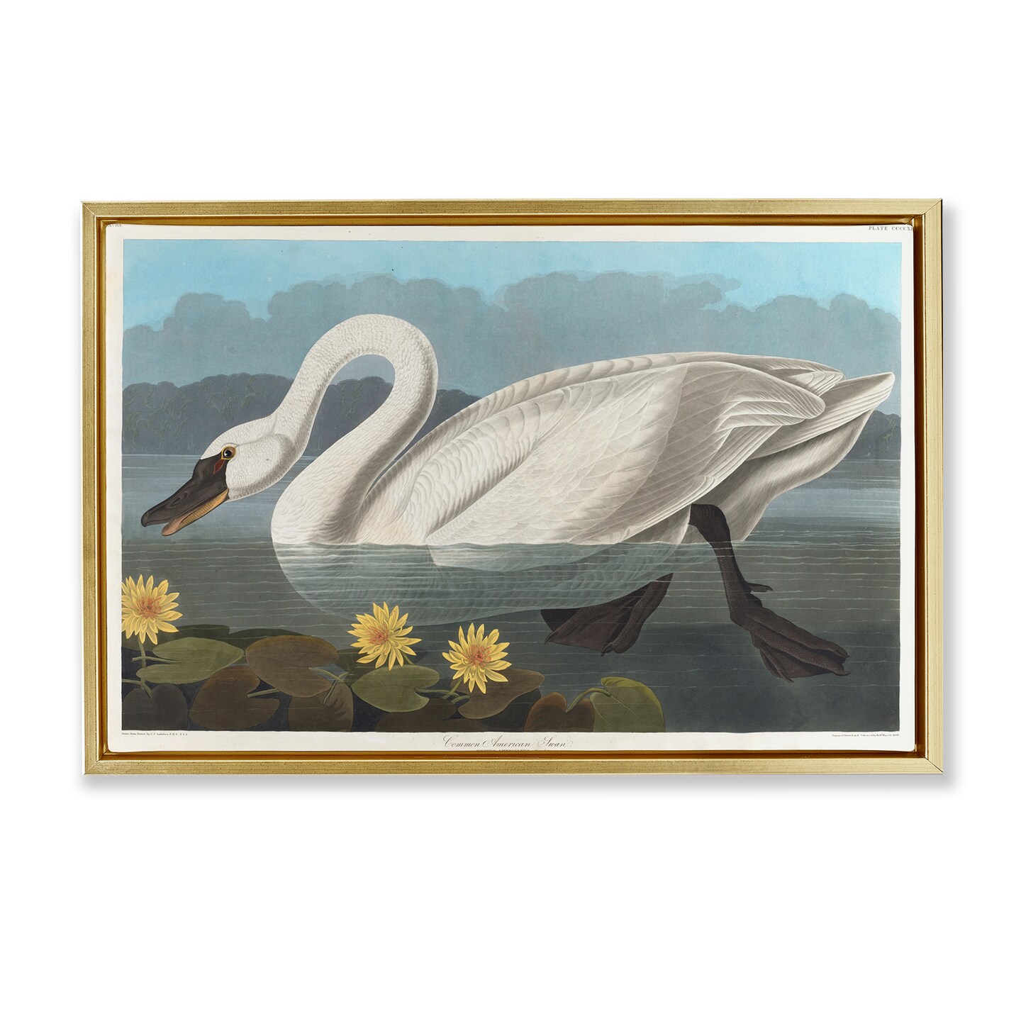 Stupell Industries Classic Common American Swan Framed Floater Canvas Wall Art Design by one1000paintings