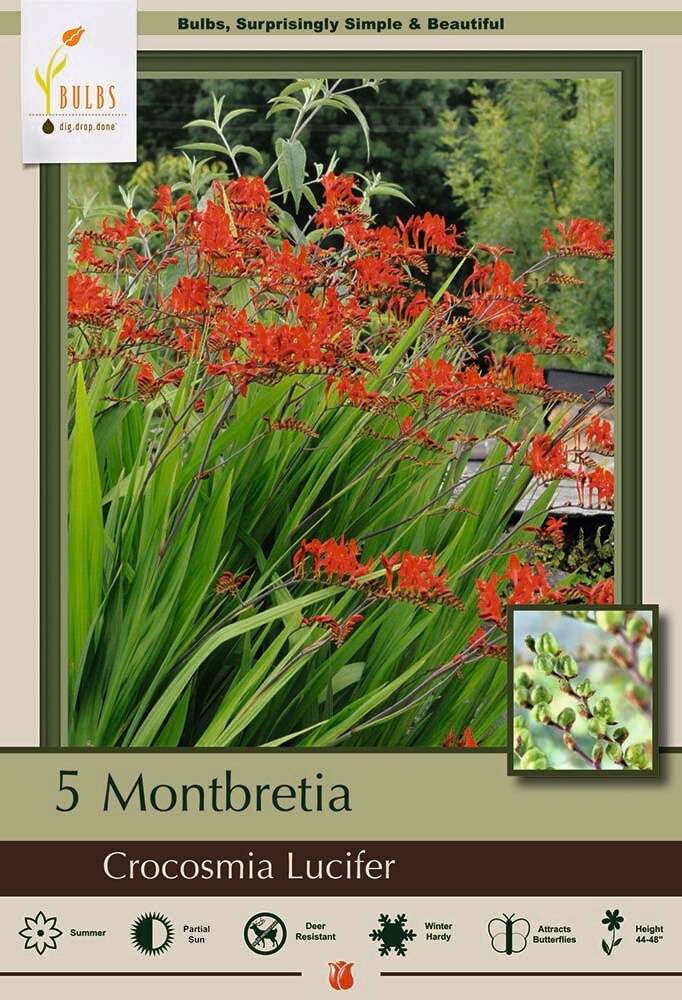 Lucifer Crocosmia Bulbs - Very Hardy - 5 Bulbs 8/10 cm