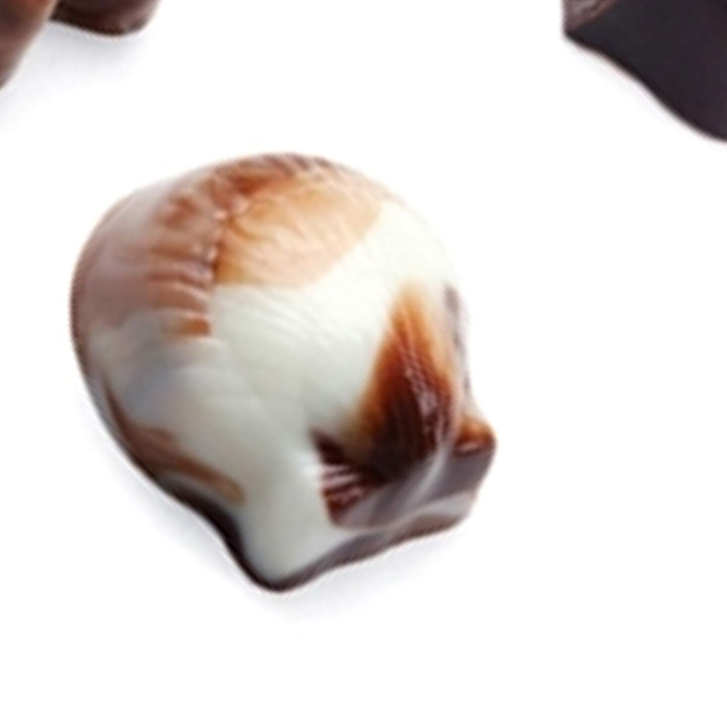 Seashell Continental Chocolate Mold for Elegant Party Favors