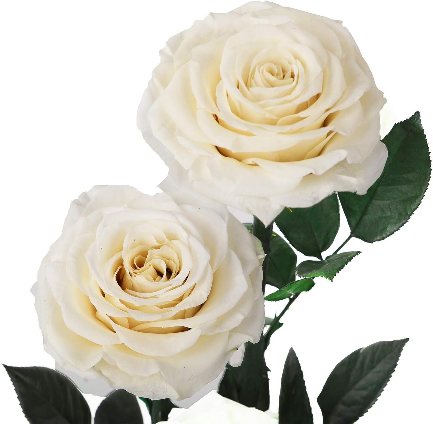 White Roses Handmade Preserved Real Rose in Glass Dome, Long Lasting Roses Never Withered, Birthday Gifts for Women (13 inch)