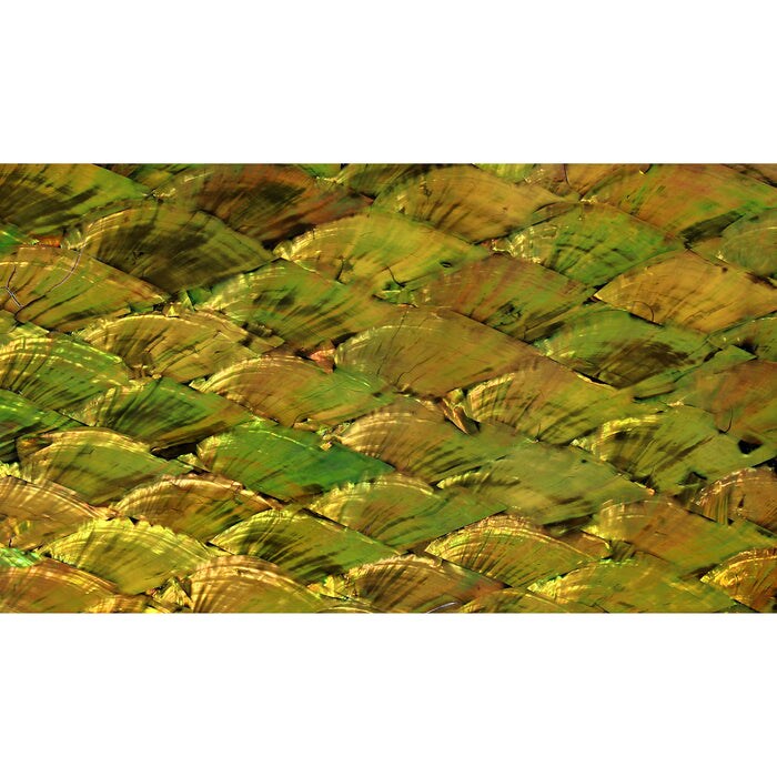 Shell Veneer, 5.5 x 9.5 inches | WMOP, BMOP, Abalone | Includes 3M Adhesive Sheet for Application, Great for Inlay Projects