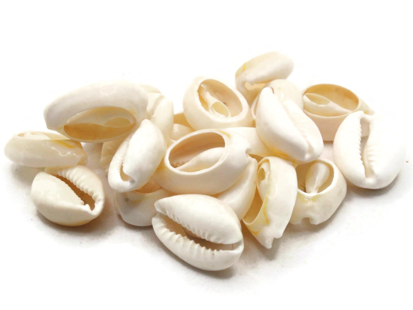 20 20mm Back Cut Cowrie Seashell Beads bK2