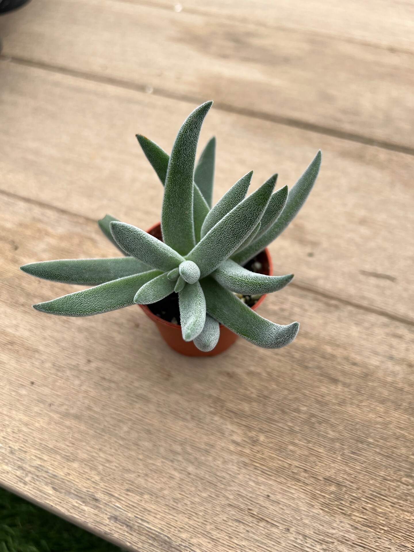 M✧succulent ·͜· ︎︎ᕷ Crassula mesembryanthemoides 'Tenelli' Succulent 2” | MakerPlace