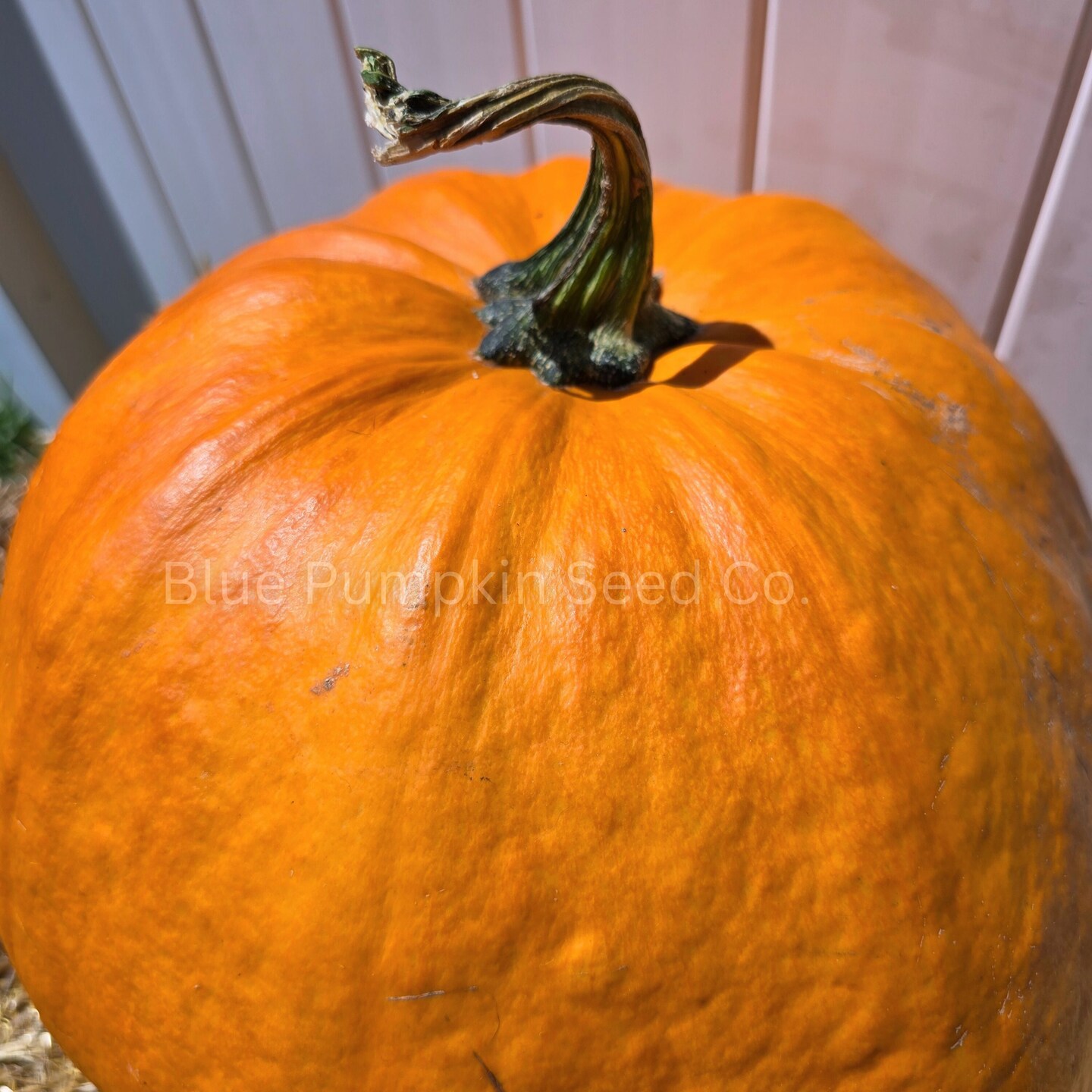 Dynasty F1 Pumpkin seeds - Grow large disease resistant Gumdrop shaped pumpkins perfect for carving! - image8