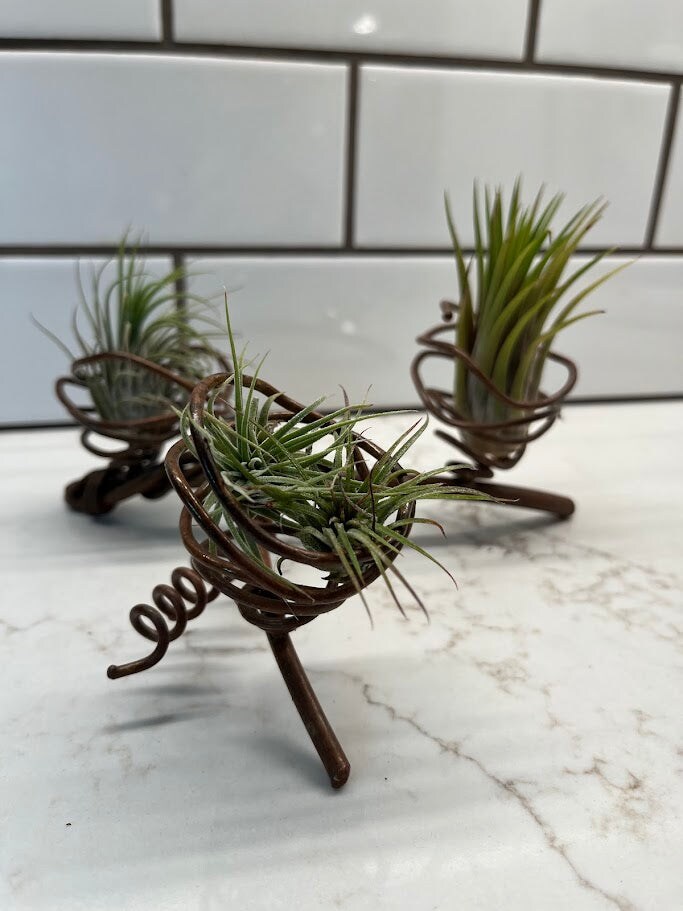 Air Plant Holder - 3 plants