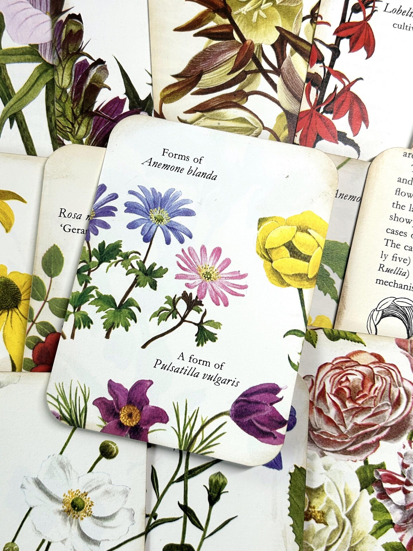 junk journal flower cards paper ephemera card journal 3 X 4