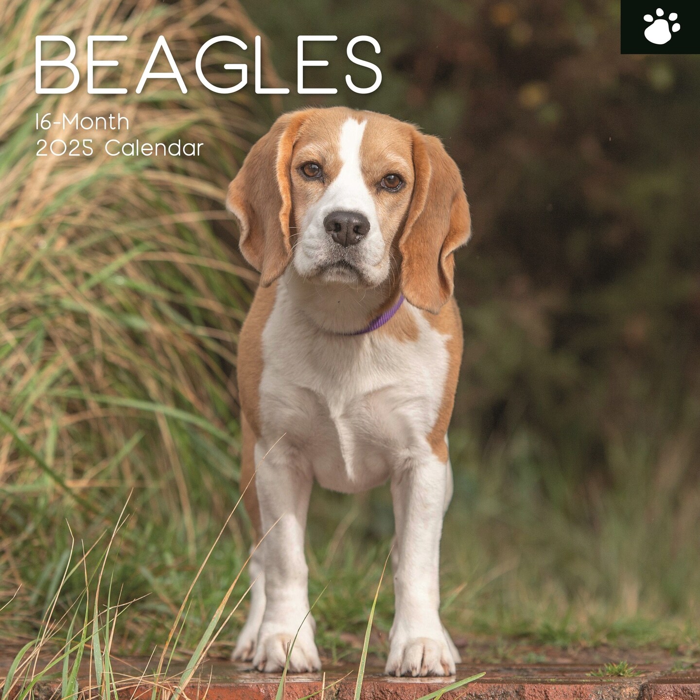 The Gifted Stationary 2025 Square Wall Calendar, Beagles, 16-Month Animals Theme Hanging Calendar with 180 Reminder Stickers, Month Planner for Home, or Creative Spaces, 12x12 In
