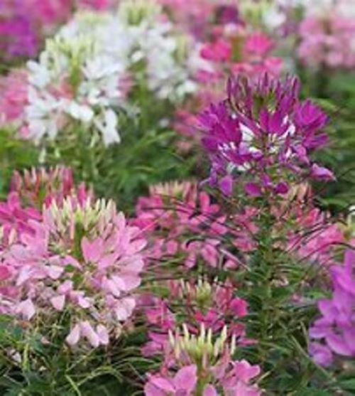 Cleome Seeds (100 seeds), Full Sun, Annual Flowers, Steep Hill Garden |  MakerPlace by Michaels