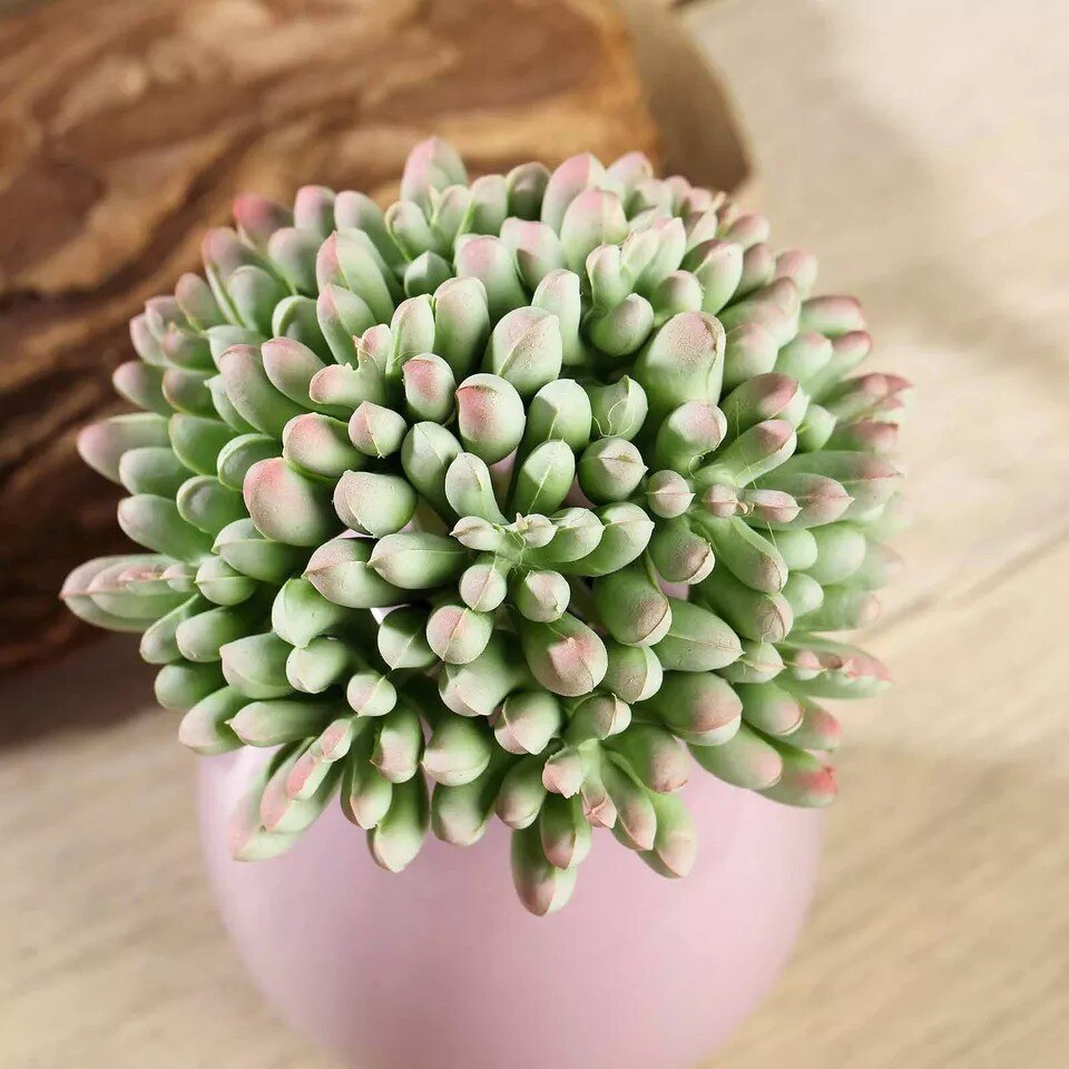 Set of 3 4" tall Assorted Artificial Faux Jelly Bean Succulent Picks Stems Party