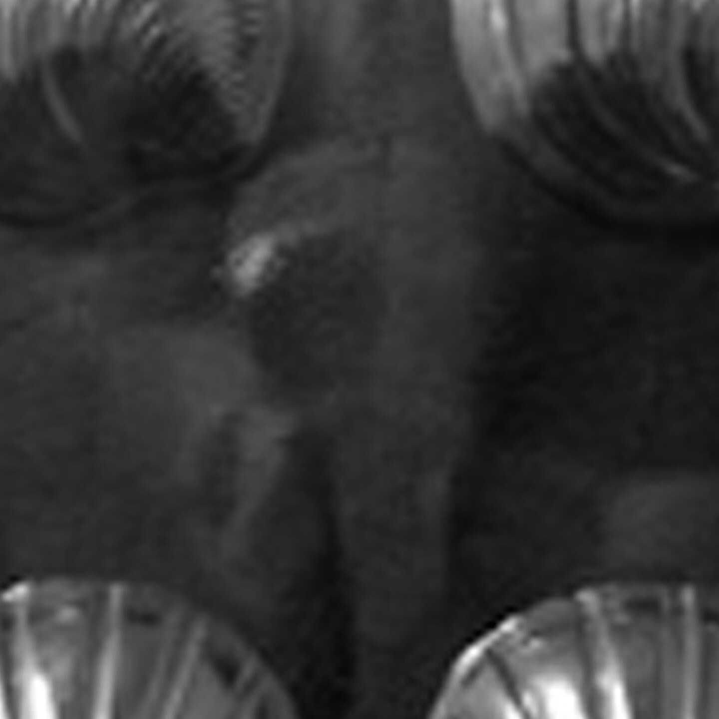 Large Shells Chocolate Mold for Elegant or Beach Party Treats