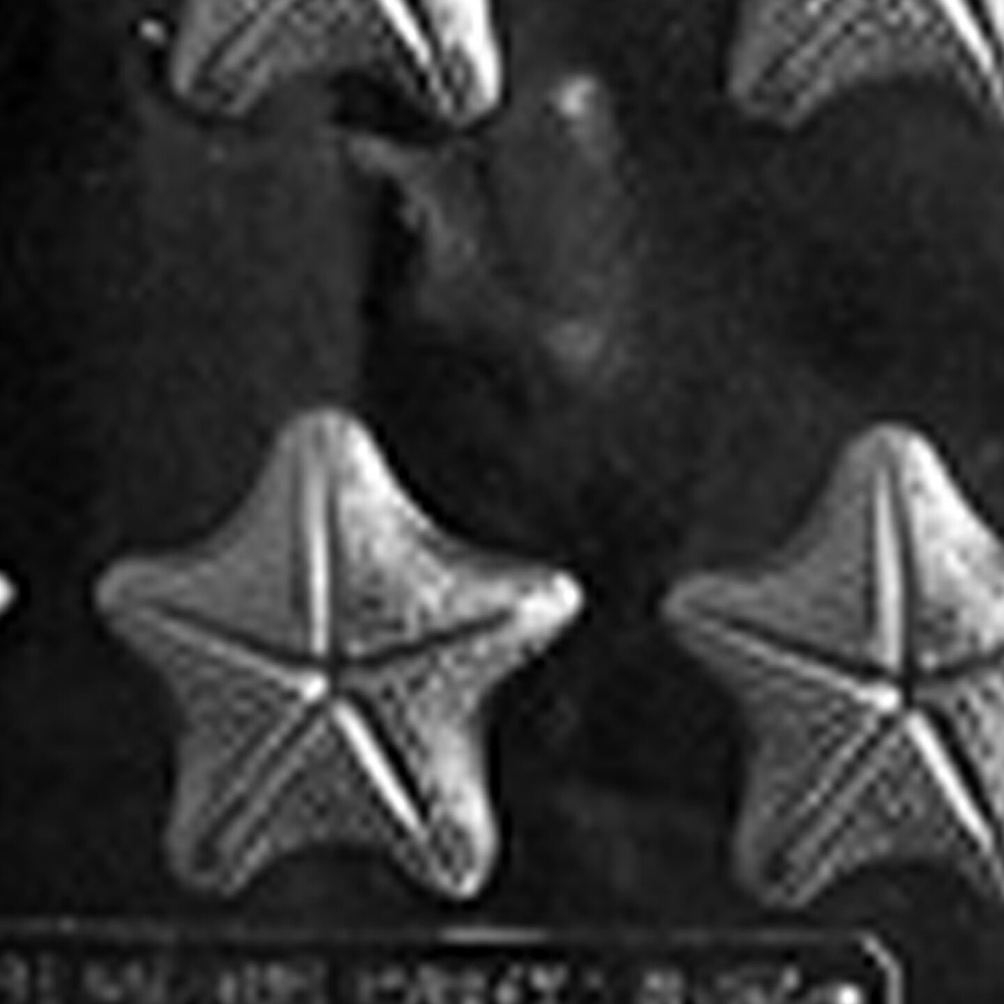 Starfish Chocolate Mold