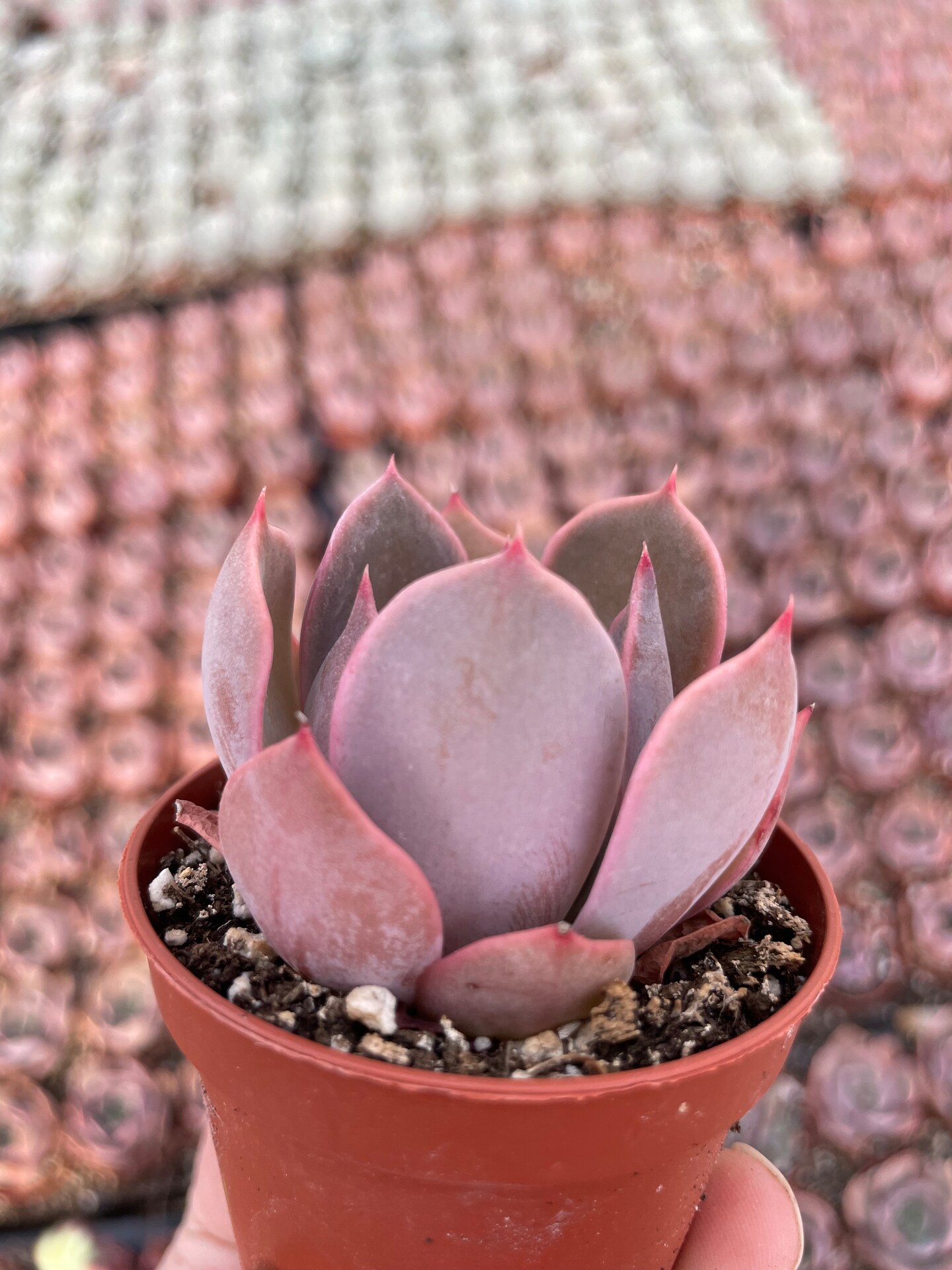 Echeveria Costa | MakerPlace by Michaels