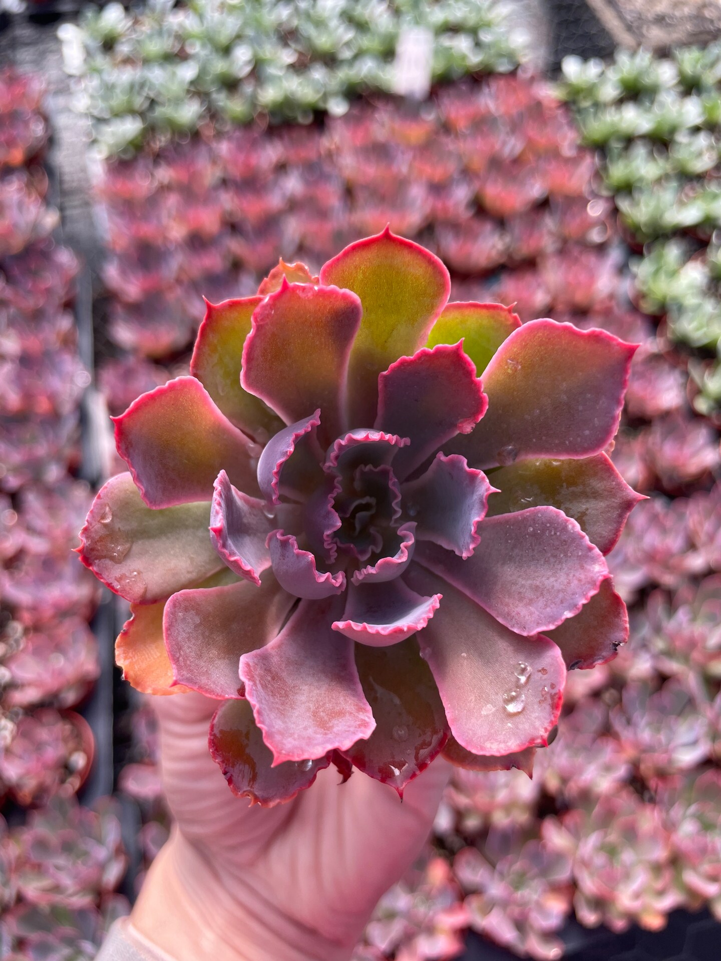 【値下げ交渉大歓迎！】echeveria Leather Work JKT 226163155699920.jpeg?fit=