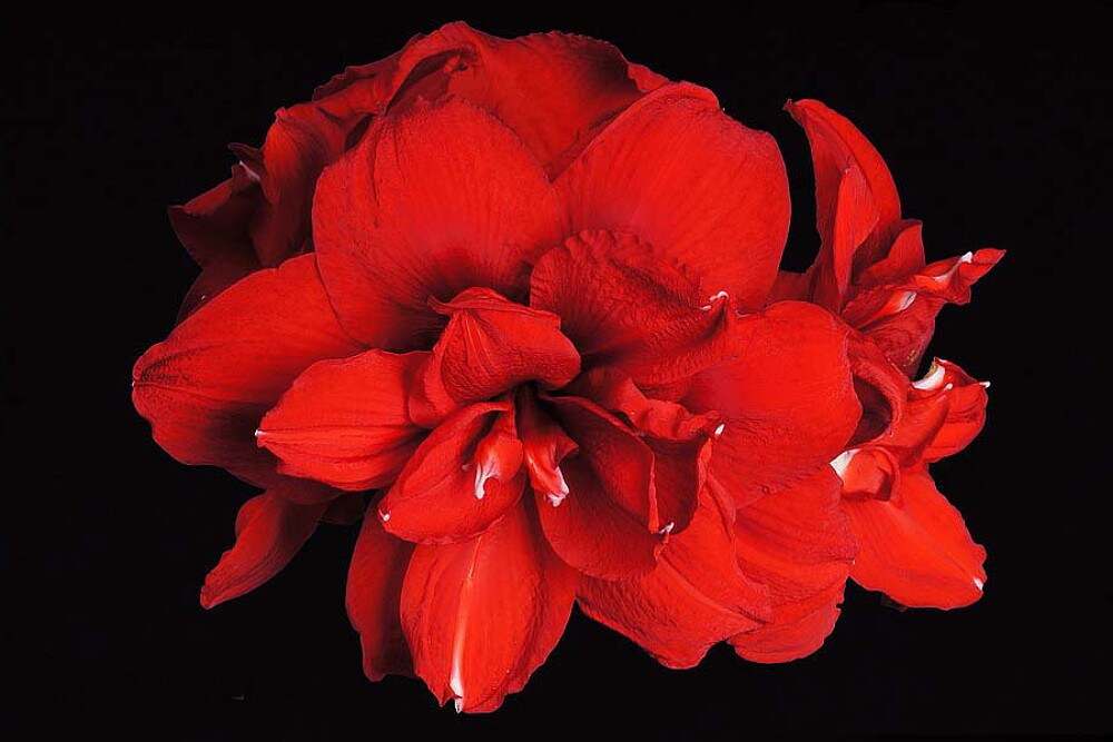 Double King Red Amaryllis - 30/32cm Large Bulb - Shipping Now/Holiday Blooms