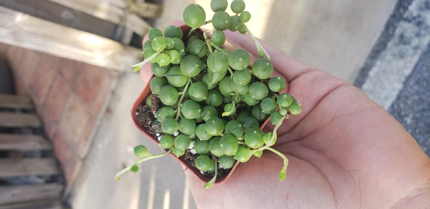 String of Pearls Live Succulent Plants Fully Rooted Rare House Plant for Home Office Decoration, DIY Projects, Party Favor Gift