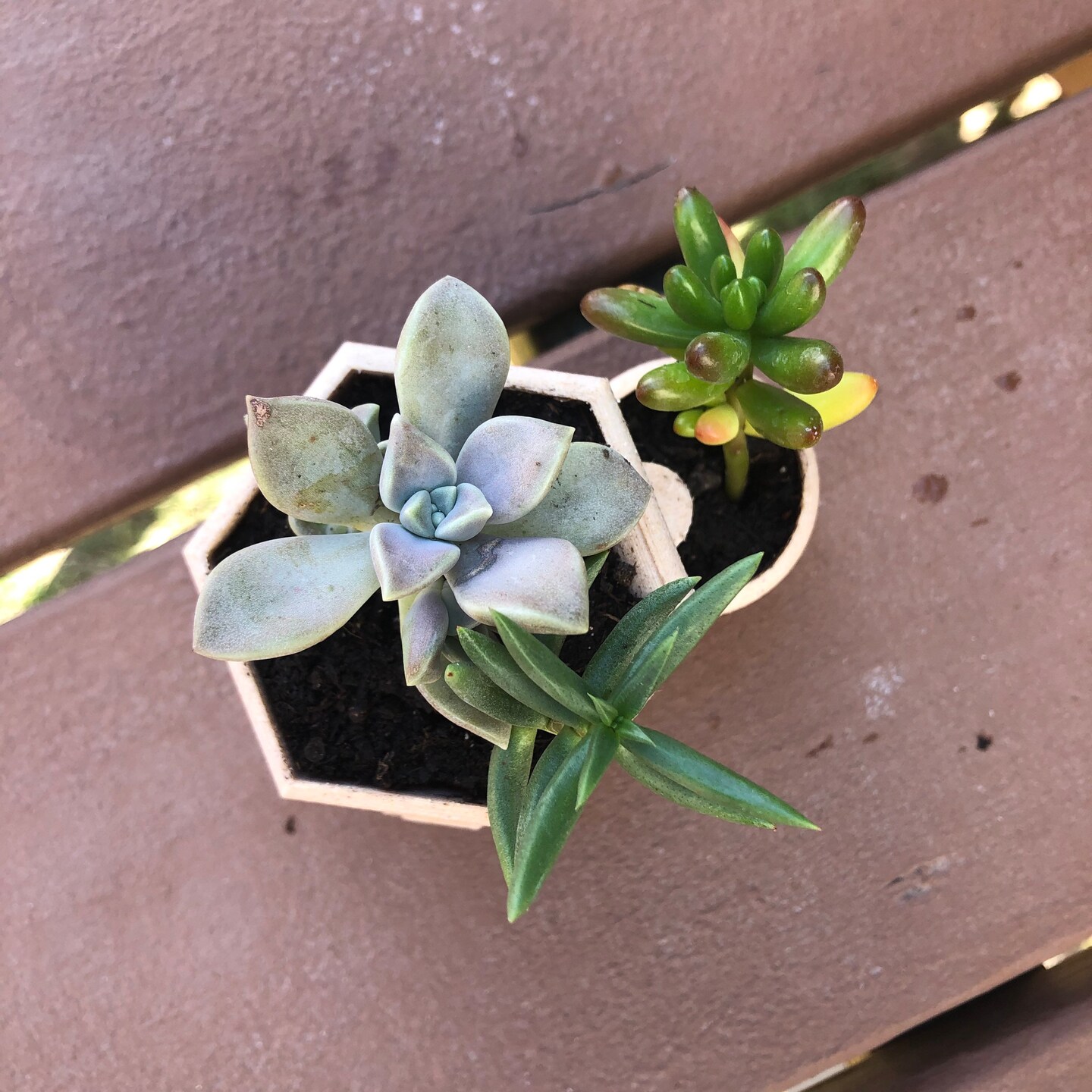 Tower Hex Planter Pot | Succulent Planter | Succulent Pot