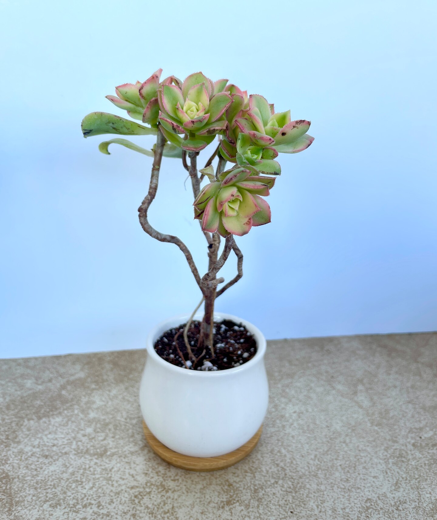 1 Assorted Live Succulent - Potted 2” Succulent with Moss