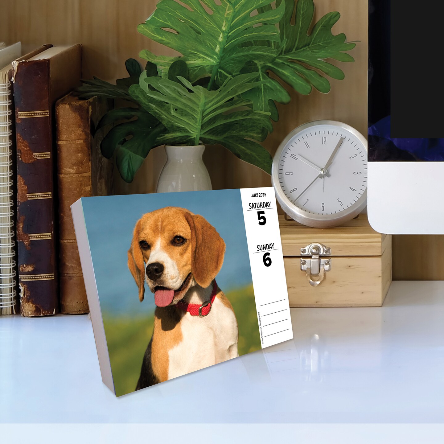Just Beagles 2025 Box Calendar - Dog Breed Daily Desktop